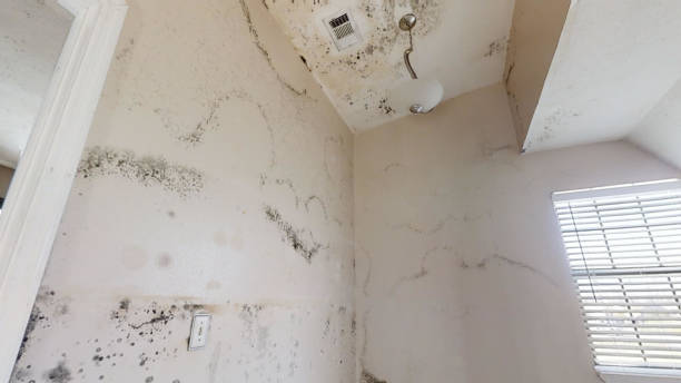 Best Biohazard Mold Removal  in Ester, AK