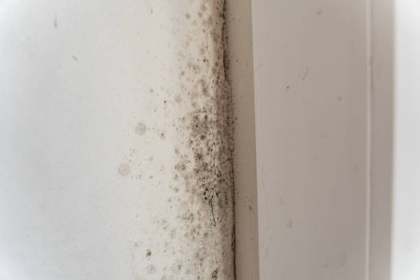 Best Industrial Mold Remediation  in Ester, AK
