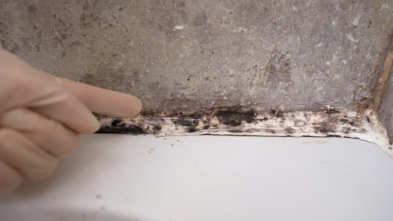 Professional Mold Removal in Ester, AK
